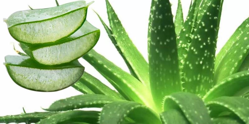 Aloe vera freeze-dried powder raw material display