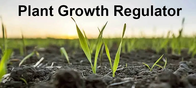 Laurocapram azone for plant growth